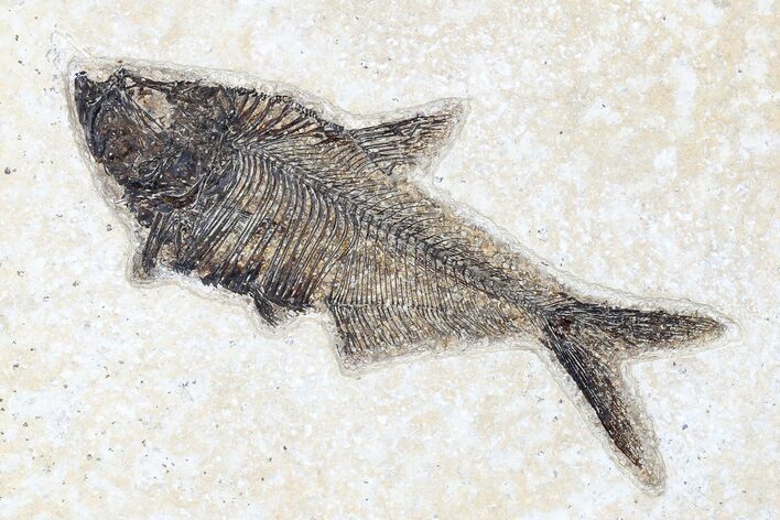 Fossil Fish (Diplomystus) - Green River Formation #179250